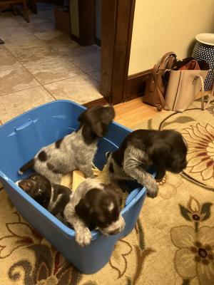 4 MALES 2-9-26 4 MALES 2-9-26