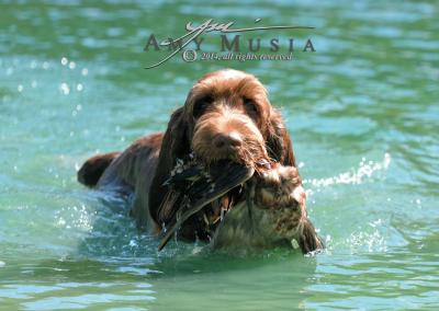 Sire: Rocco Sire: Rocco