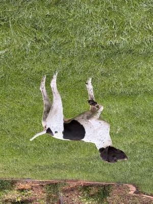 Sire Turning Point Forest Charles Ross Sire Turning Point Forest Charles Ross