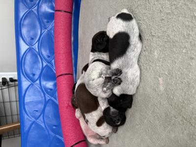 5 males and 1 female
All pups Liver or Black Roan 5 males and 1 female
All pups Liver or Black Roan