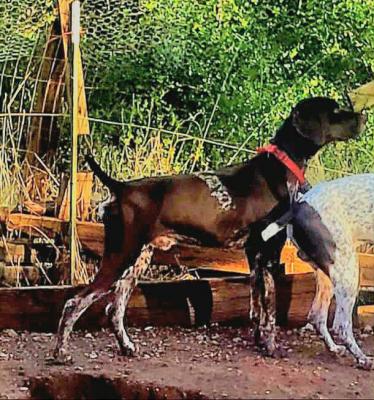 Meet Loki! Father of the litter Dr f Meet Loki! Father of the litter Dr f