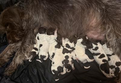 10 little Griffs were born on March 27th 10 little Griffs were born on March 27th