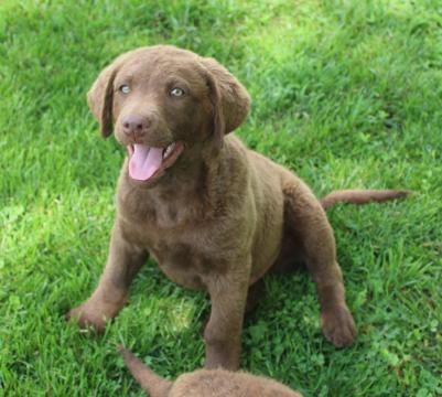 10 weeks male 10 weeks male