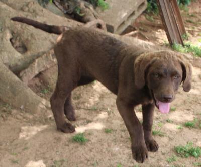 10 weeks female 10 weeks female