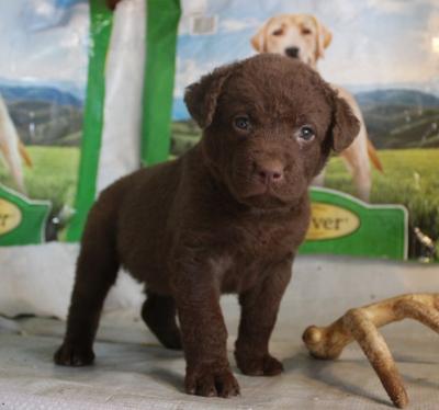 5 weeks female 5 weeks female