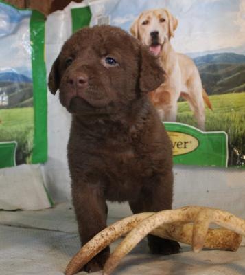 5 weeks female 5 weeks female