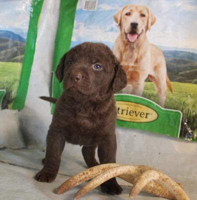 5 weeks male 5 weeks male