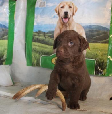 5 weeks female 5 weeks female