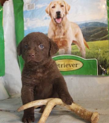 5 weeks male 5 weeks male