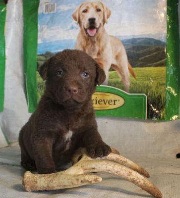 5 weeks female 5 weeks female