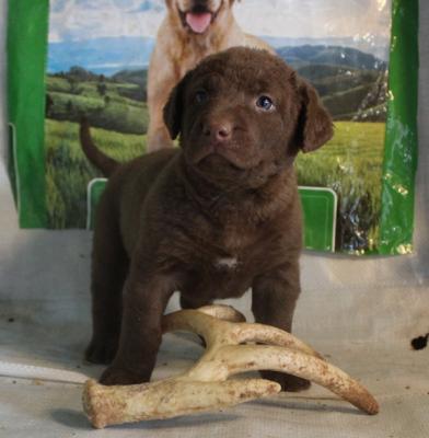 5 weeks female 5 weeks female