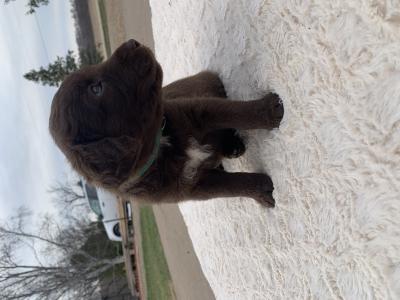 Green
Female
Dark Brown with large white spot on chest Green
Female
Dark Brown with large white spot on chest