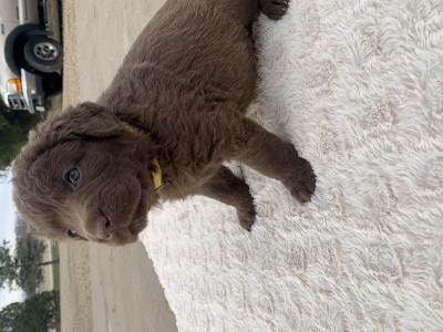 Yellow
Female
Medium Brown, no white Yellow
Female
Medium Brown, no white