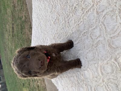 Pink
Female
Light Brown, small white spot on chest Pink
Female
Light Brown, small white spot on chest