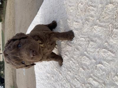 White
Female
Medium Brown, no white White
Female
Medium Brown, no white