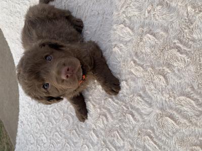 Orange
Female
Medium Brown with large white spot on chest Orange
Female
Medium Brown with large white spot on chest