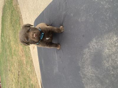 Blue
Male
Medium Brown
Large white spot on chest Blue
Male
Medium Brown
Large white spot on chest