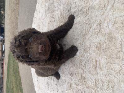 Black
Male Dark Brown with large white spot on chest Black
Male Dark Brown with large white spot on chest