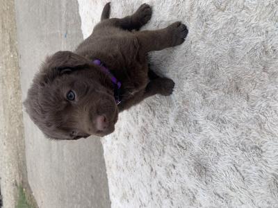 Purple
Male
Medium brown with white on chest Purple
Male
Medium brown with white on chest