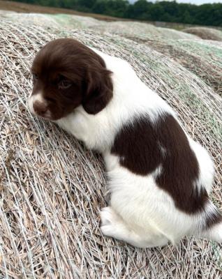 josie liver female #2 josie liver female #2