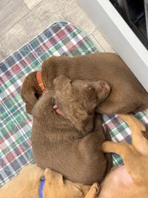 red collar female on top , and orange collar male red collar female on top , and orange collar male