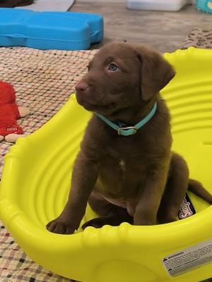 turquoise collar turquoise collar