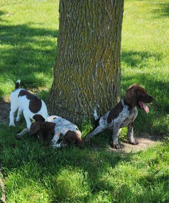 Pups relaxing Pups relaxing