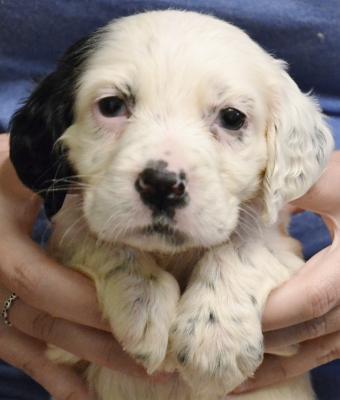 #D26F5 White, Black, & Ticked Female. $1600. Reasonable pet transport available to 48 states. #D26F5 White, Black, & Ticked Female. $1600. Reasonable pet transport available to 48 states.