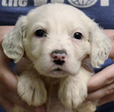 #D26F6 Tri-Belton Female. $1600. Reasonable pet transport available to 48 states. #D26F6 Tri-Belton Female. $1600. Reasonable pet transport available to 48 states.