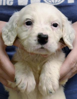 #D26F7 White, Black, & Ticked Female. $1600. Reasonable pet transport available to 48 states. #D26F7 White, Black, & Ticked Female. $1600. Reasonable pet transport available to 48 states.