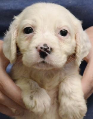 #D26F9 Tri-Belton Female. $1600. Reasonable pet transport available to 48 states. #D26F9 Tri-Belton Female. $1600. Reasonable pet transport available to 48 states.