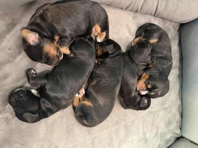 6 perfect Spaniels 6 perfect Spaniels