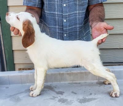 Pup from previous litter Pup from previous litter