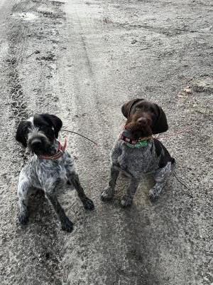 Dam on the left and sire on the right. Dam on the left and sire on the right.