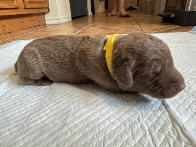 Yellow Boy Yellow Boy