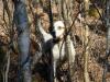  
    Deadwater Scout   ( dad )

    Scout along with Dee are two of our best guide dogs for our guide service "Deadwater Adventures"