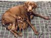 Ivy with puppies.