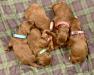 Puppies - All are solid liver with either roan or white chests.