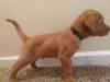Male  "Green collar" 

 