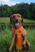 Granny AKC Junior Hunter Title
