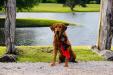 Journey 
BDC world Champion AKC Master Hunter 