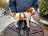 Turkey Creek Kennels Pence x Jade Male 1