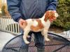 Turkey Creek Kennels Pence x Jade Male 2