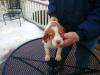 Turkey Creek Kennels Pence x Jade Male 2