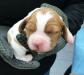 I O/W Male Available