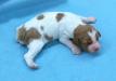 I O/W Male Available