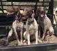 This litter: 
Dad is on the right and Mom is in the middle