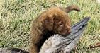 Puppy with wing