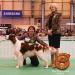 Callum Best of Breed at Crufts
