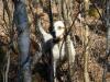   Deadwater Scout ( DAD )  Scout is one of our top guide dogs for our guide service Deadwater Adventures, on grouse and woodcock